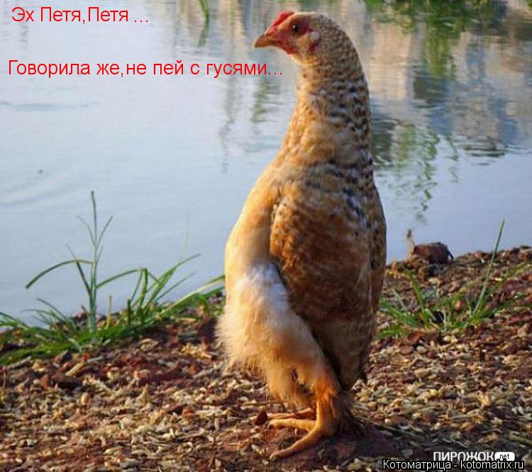 Эх Петя,Петя ... Говорила же,не пей с гусями...... Котоматрица: Эх Петя,Петя ... Говорила же,не пей с гусями...