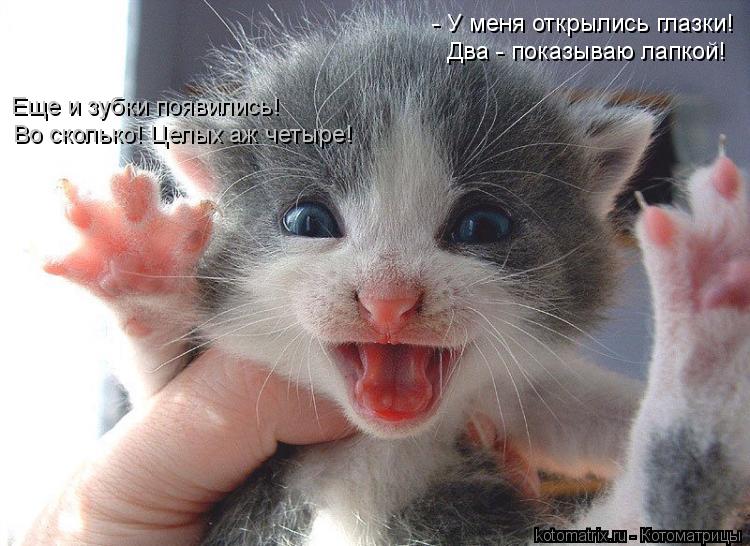 - У меня открылись глазки! Два - показываю лапкой! Еще и зубки появились! Во сколько! Целых аж четыре... Котоматрица: - У меня открылись глазки! Два - показываю лапкой! Еще и зубки появились! Во сколько! Целых аж четыре!