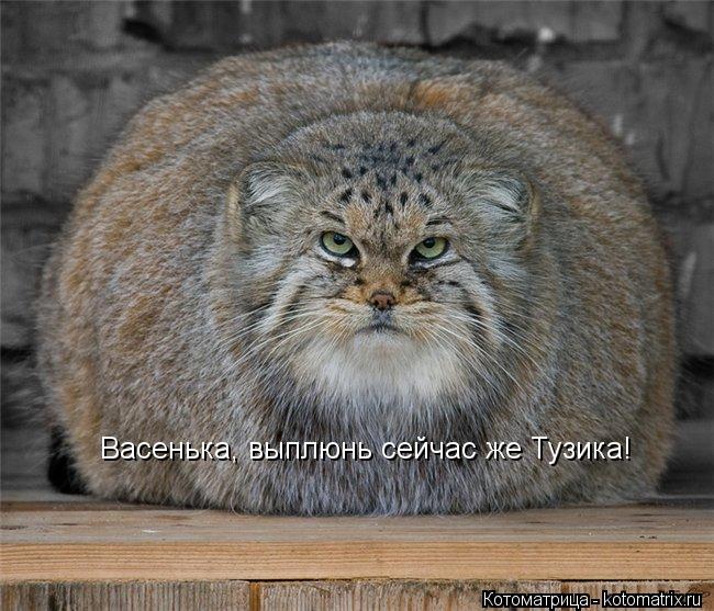 Васенька, выплюнь сейчас же Тузика!... Котоматрица: Васенька, выплюнь сейчас же Тузика!