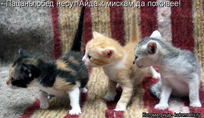 --Пацаны,обед несут!Айда к мискам,да поживее!... Котоматрица: --Пацаны,обед несут!Айда к мискам,да поживее!