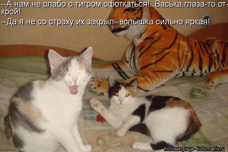 --А нам не слабо с тигром сфоткаться!..Васька,глаза-то от- крой! --Да я не со страху их закрыл--вспыш... Котоматрица: --А нам не слабо с тигром сфоткаться!..Васька,глаза-то от- крой! --Да я не со страху их закрыл--вспышка сильно яркая!