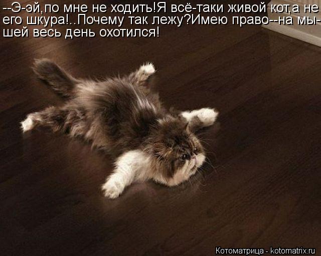 Котоматрица: --Э-эй,по мне не ходить!Я всё-таки живой кот,а не его шкура!..Почему так лежу?Имею право--на мы- шей весь день охотился!