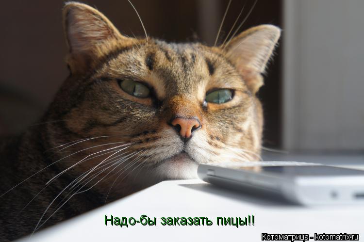 Котоматрица: Надо-бы заказать пицы!!