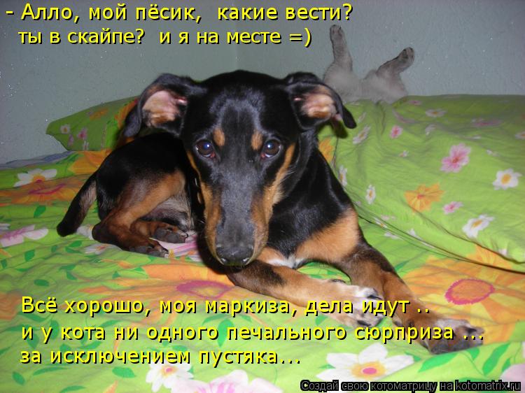 - Алло, мой пёсик, какие вести? ты в скайпе? и я на месте =) Всё хорошо, моя маркиза, дела идут .. ... Котоматрица: - Алло, мой пёсик, какие вести? ты в скайпе? и я на месте =) Всё хорошо, моя маркиза, дела идут .. и у кота ни одного печального сюрприза ... за иск
