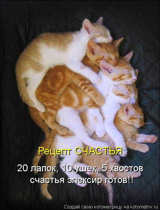 Котоматрица: Рецепт СЧАСТЬЯ: 20 лапок, 10 ушек, 5 хвостов счастья элексир готов!!