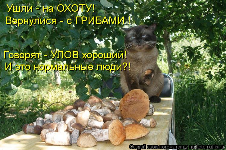Котоматрица: Ушли - на ОХОТУ! Вернулися - с ГРИБАМИ ! Говорят - УЛОВ хороший! И это нормальные люди?!