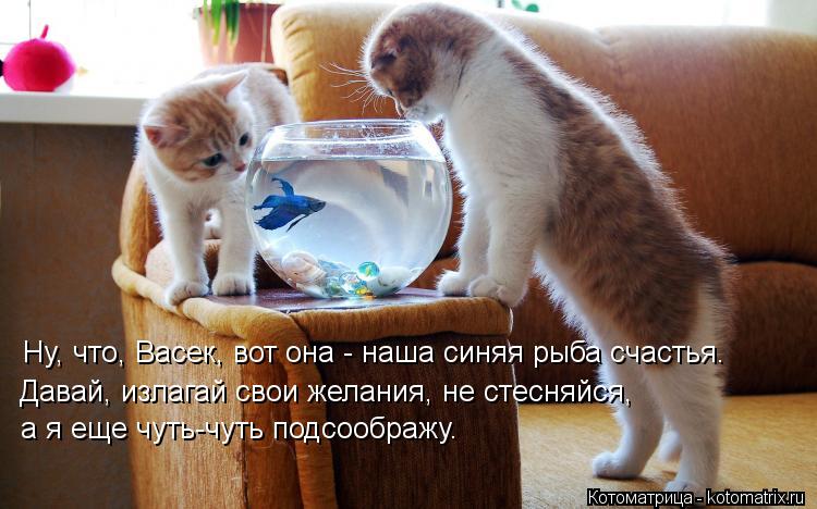 Котоматрица: Ну, что, Васек, вот она - наша синяя рыба счастья. Давай, излагай свои желания, не стесняйся,  а я еще чуть-чуть подсоображу.