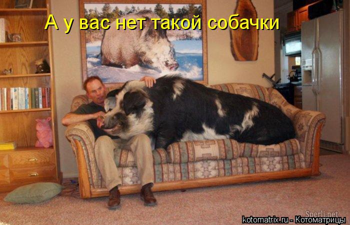Котоматрица: А у вас нет такой собачки