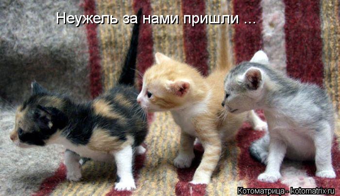 Котоматрица: Неужель за нами пришли ...