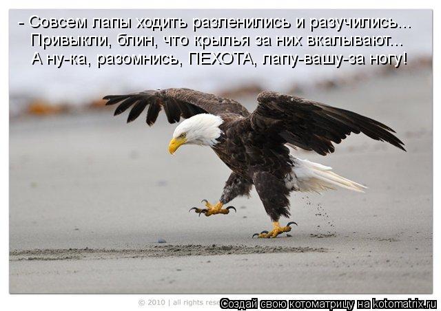 Котоматрица: - Совсем лапы ходить разленились и разучились... Привыкли, блин, что крылья за них вкалывают... А ну-ка, разомнись, ПЕХОТА, лапу-вашу-за ногу!