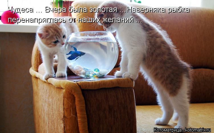 Котоматрица: Чудеса ... Вчера была золотая ...Наверняка рыбка перенапряглась от наших желаний ...