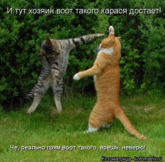 Котоматрица: И тут хозяин воот такого карася достает! И тут хозяин воот такого карася достает! Че, реально прям воот такого, врешь, неверю! Че, реально пря