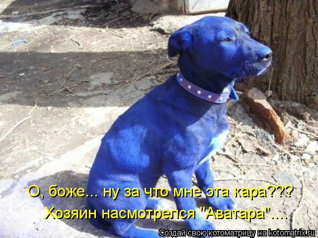 Котоматрица: О, боже... ну за что мне эта кара??? Хозяин насмотрелся "Аватара"....