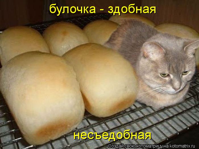 Котоматрица: булочка - здобная несъедобная