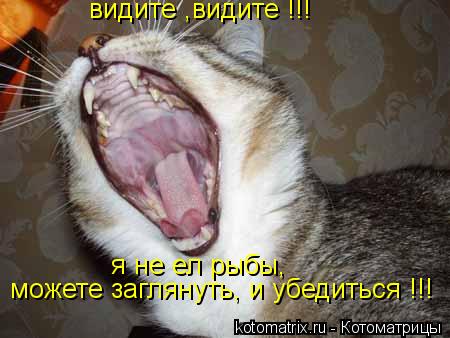 Котоматрица: видите ,видите !!! можете заглянуть, и убедиться !!! я не ел рыбы,