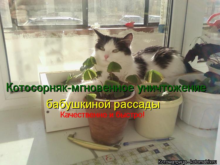 Котоматрица: Котосорняк-мгновенное уничтожение бабушкиной рассады Качественно и быстро! Качественно и быстро!