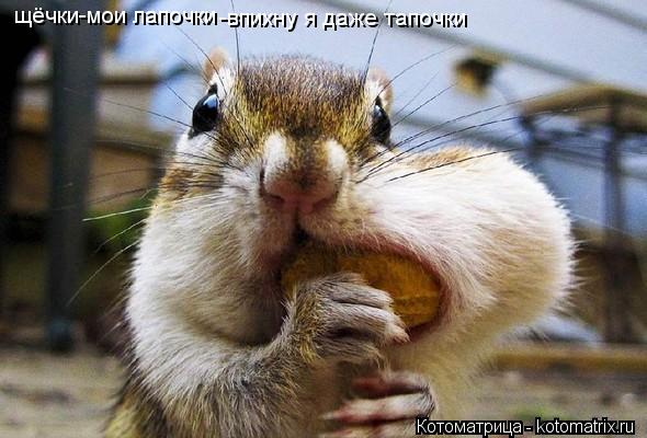 Котоматрица: щёчки-мои лапочки -впихну я даже тапочки
