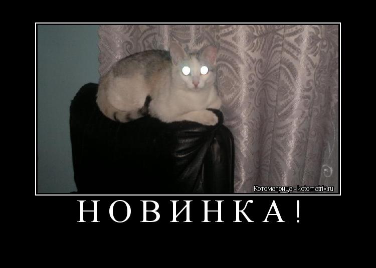 Котоматрица: Новинка! 