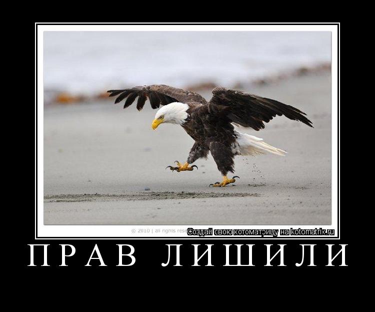 Котоматрица: прав лишили 