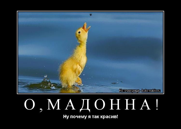 О,Мадонна! Ну почему я так красив!... Котоматрица: О,Мадонна! Ну почему я так красив!