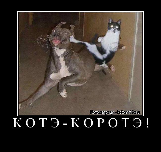 Котоматрица: котэ-коротэ! 