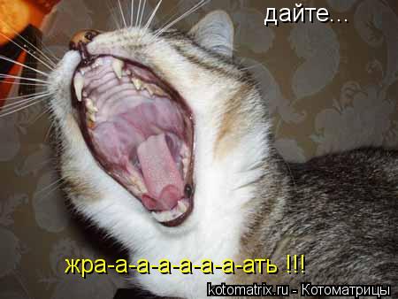 Котоматрица: дайте... жра-а-а-а-а-а-а-ать !!!