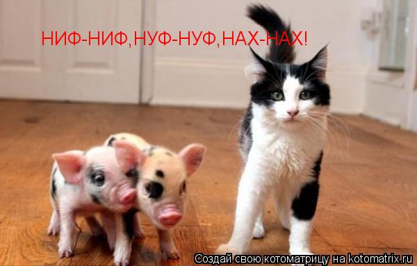 Котоматрица: НИФ-НИФ,НУФ-НУФ,НАХ-НАХ!