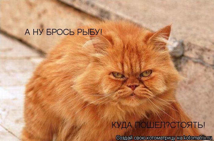Котоматрица: А НУ БРОСЬ РЫБУ! КУДА ПОШЕЛ?СТОЯТЬ!