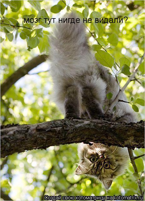 Котоматрица: мозг тут нигде не видали?