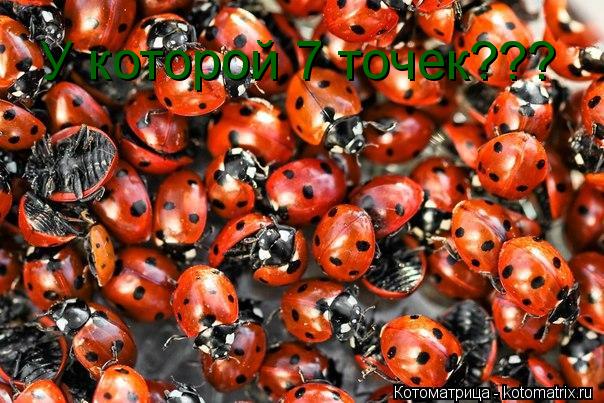 Котоматрица: У которой 7 точек???