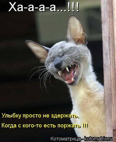 Котоматрица: Ха-а-а-а...!!! Улыбку просто не здержать, Когда с кого-то есть поржать !!!