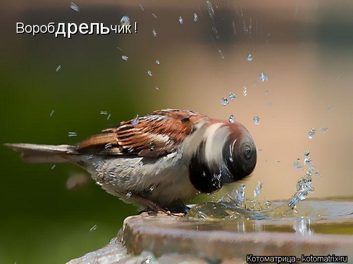 Котоматрица: Вороб дрель чик !