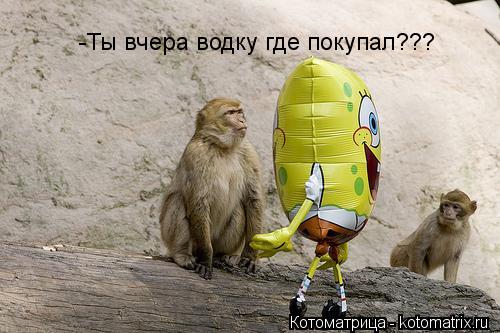 -Ты вчера водку где покупал???... Котоматрица: -Ты вчера водку где покупал???