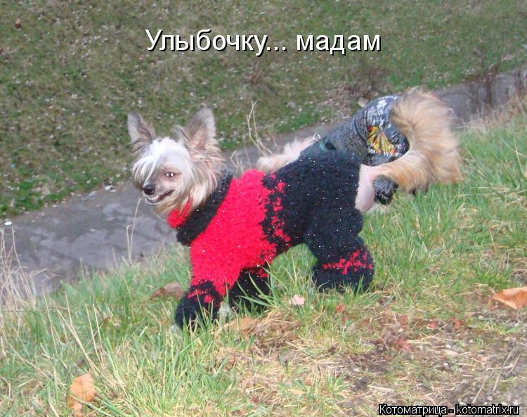 Котоматрица: Улыбочку... мадам