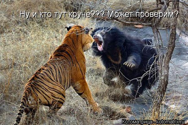 Котоматрица: Ну и кто тут круче??? Может проверим?
