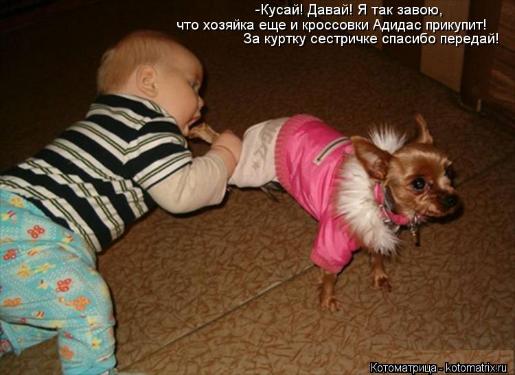 Котоматрица: -Кусай! Давай! Я так завою, что хозяйка еще и кроссовки Адидас прикупит!  За куртку сестричке спасибо передай!