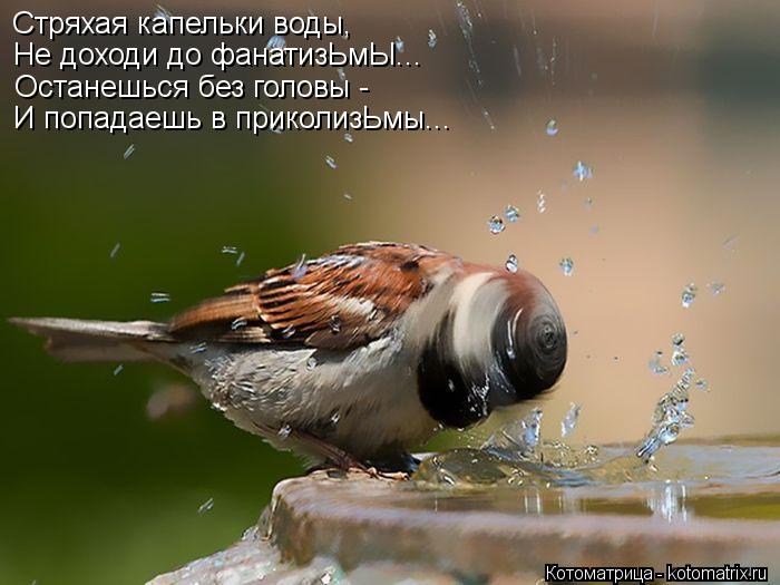 Котоматрица: Стряхая капельки воды, Не доходи до фанатизЬмЫ... Останешься без головы - И попадаешь в приколизЬмы...