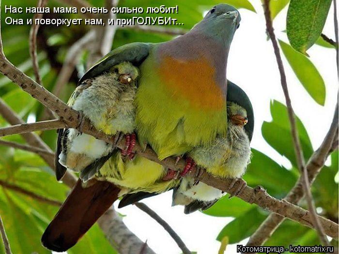 Котоматрица: Нас наша мама очень сильно любит! Она и поворкует нам, и приГОЛУБИт...