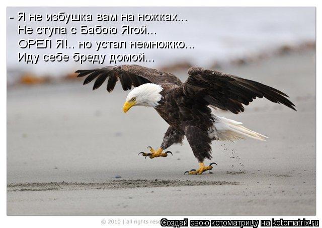 Котоматрица: - Я не избушка вам на ножках... Не ступа с Бабою Ягой... ОРЕЛ Я!.. но устал немножко... Иду себе бреду домой...