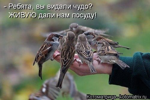 Котоматрица: - Ребята, вы видали чудо? ЖИВУЮ дали нам посуду!