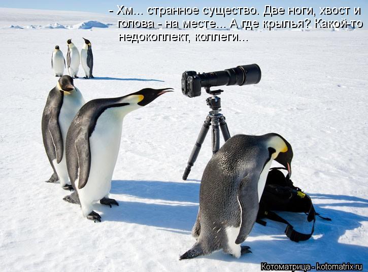 Котоматрица: - Хм... странное существо. Две ноги, хвост и  голова - на месте... А где крылья? Какой-то недокоплект, коллеги...