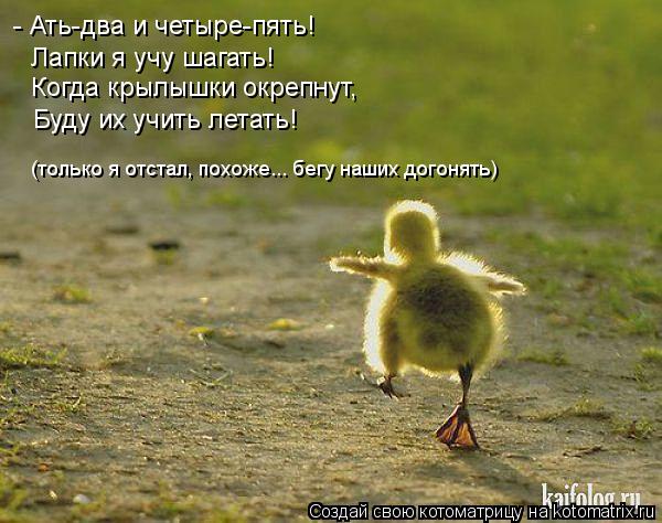 Котоматрица: - Ать-два и четыре-пять! Лапки я учу шагать! Когда крылышки окрепнут, Буду их учить летать! (только я отстал, похоже... бегу наших догонять)