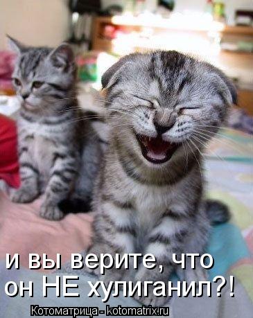 Котоматрица: он НЕ хулиганил?! и вы верите, что