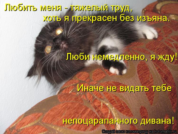 Котоматрица: Любить меня - тяжелый труд,  хоть я прекрасен без изъяна. Люби немедленно, я жду! Иначе не видать тебе непоцарапанного дивана!