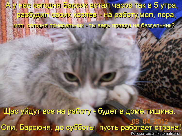 Котоматрица: А у нас сегодня Барсик встал часов так в 5 утра,  разбудил своих хозяев - на работу,мол, пора, мол, сегодня понедельник - ты ведь правда не безде