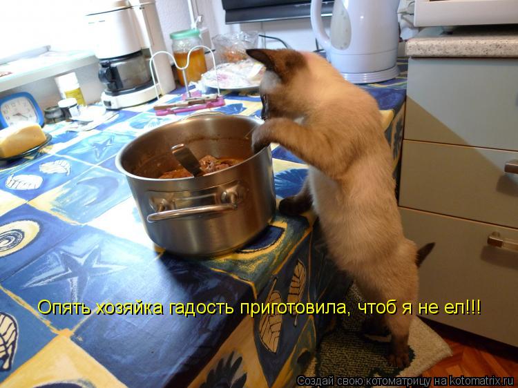 Котоматрица: Опять хозяйка гадость приготовила, чтоб я не ел!!!