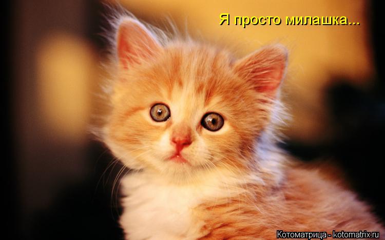 Котоматрица: Я просто милашка...