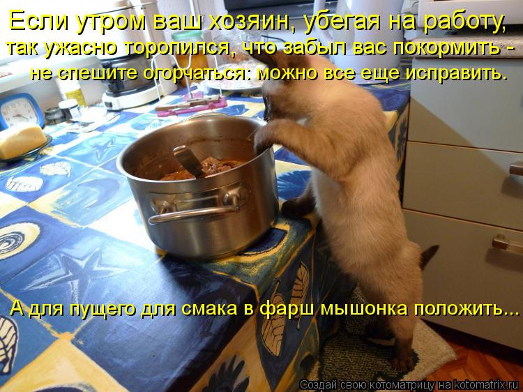 Котоматрица: Если утром ваш хозяин, убегая на работу,  так ужасно торопился, что забыл вас покормить -  не спешите огорчаться: можно все еще исправить. А дл