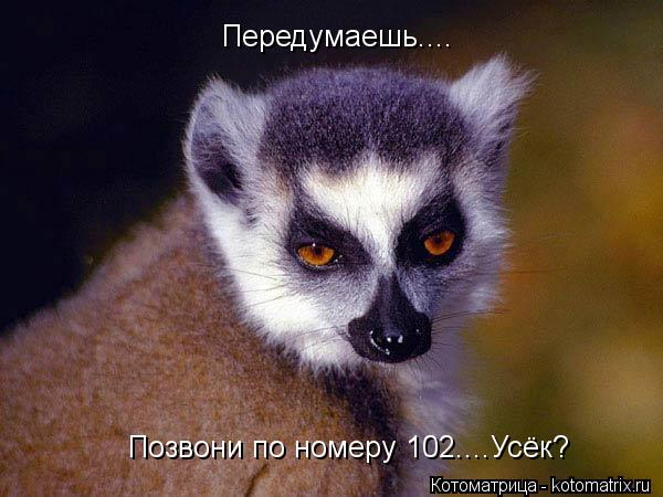 Котоматрица: Передумаешь.... Позвони по номеру 102....Усёк?