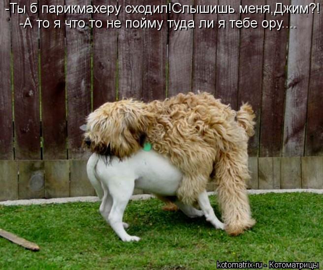 Котоматрица: -Ты б парикмахеру сходил!Слышишь меня,Джим?! -А то я что то не пойму туда ли я тебе ору....